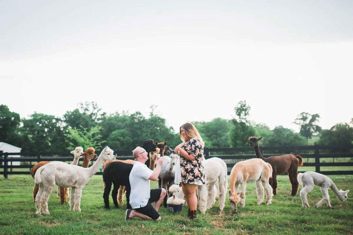alpaca-farm-proposal-john-myers_.jpg