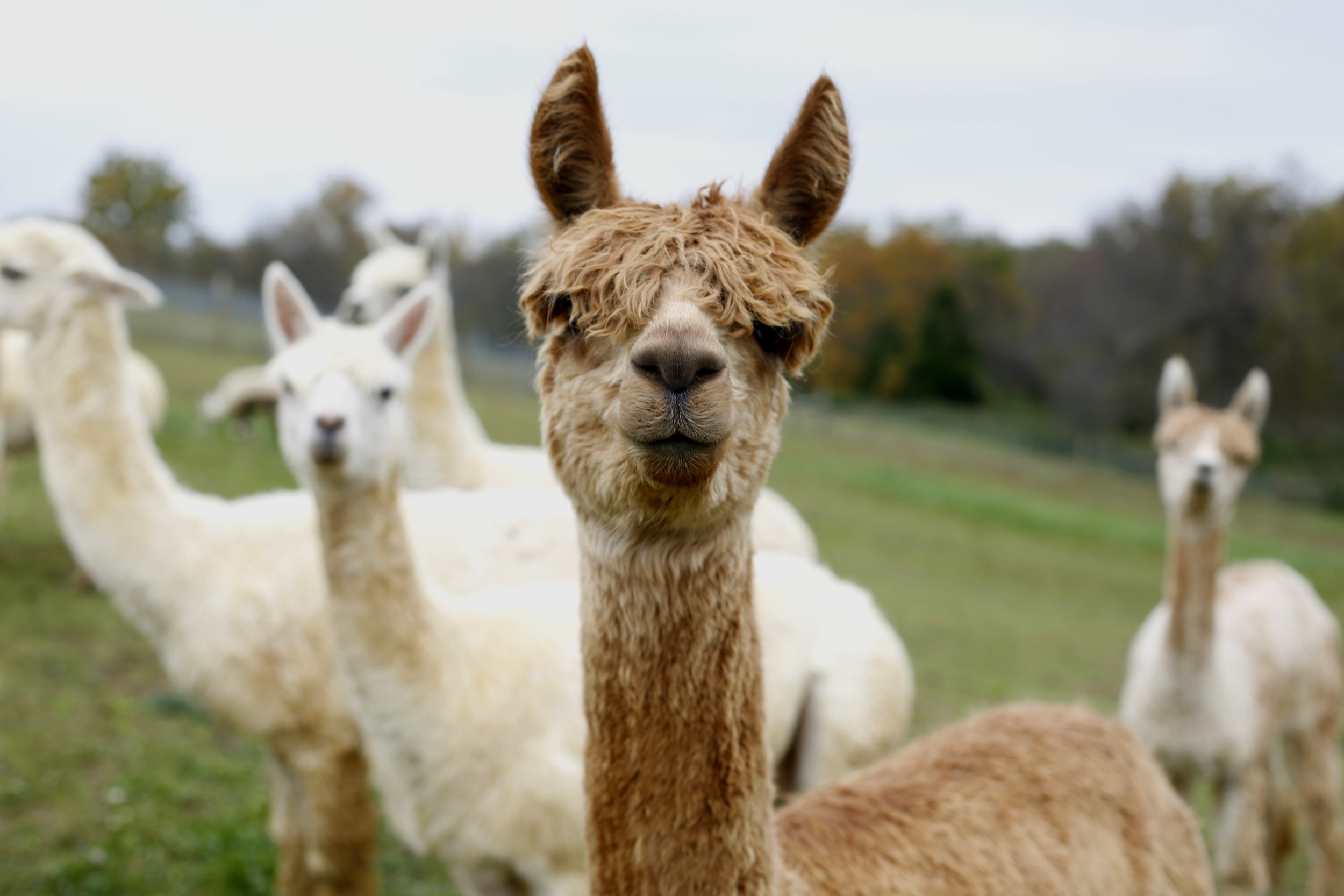 Alpacas Kentucky — River Hill Ranch