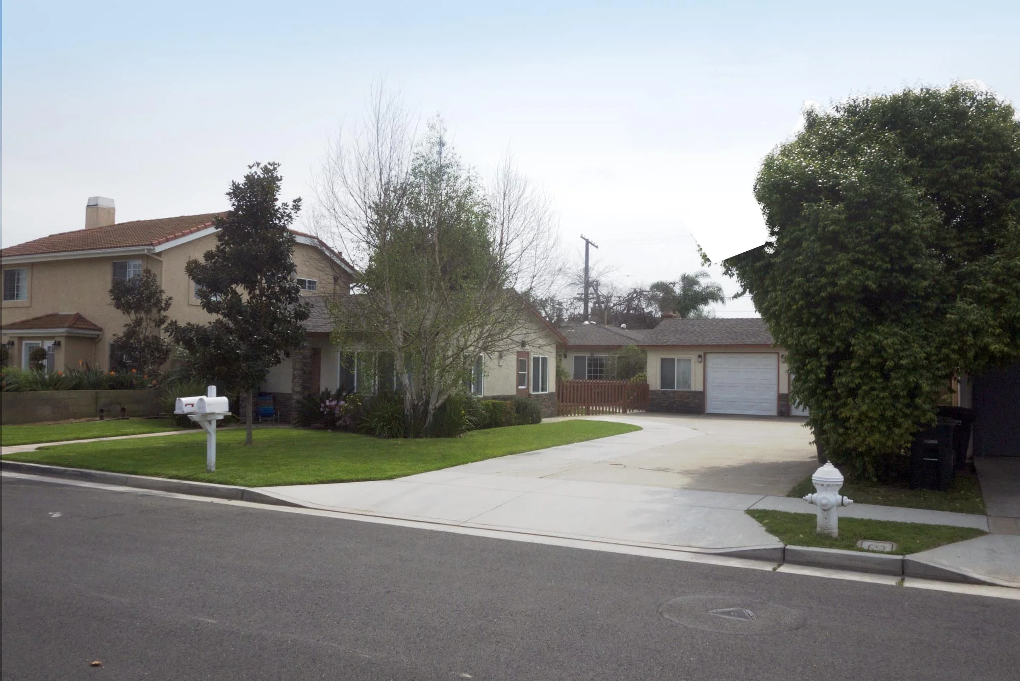 P1020165 2_Ginger_before.jpg