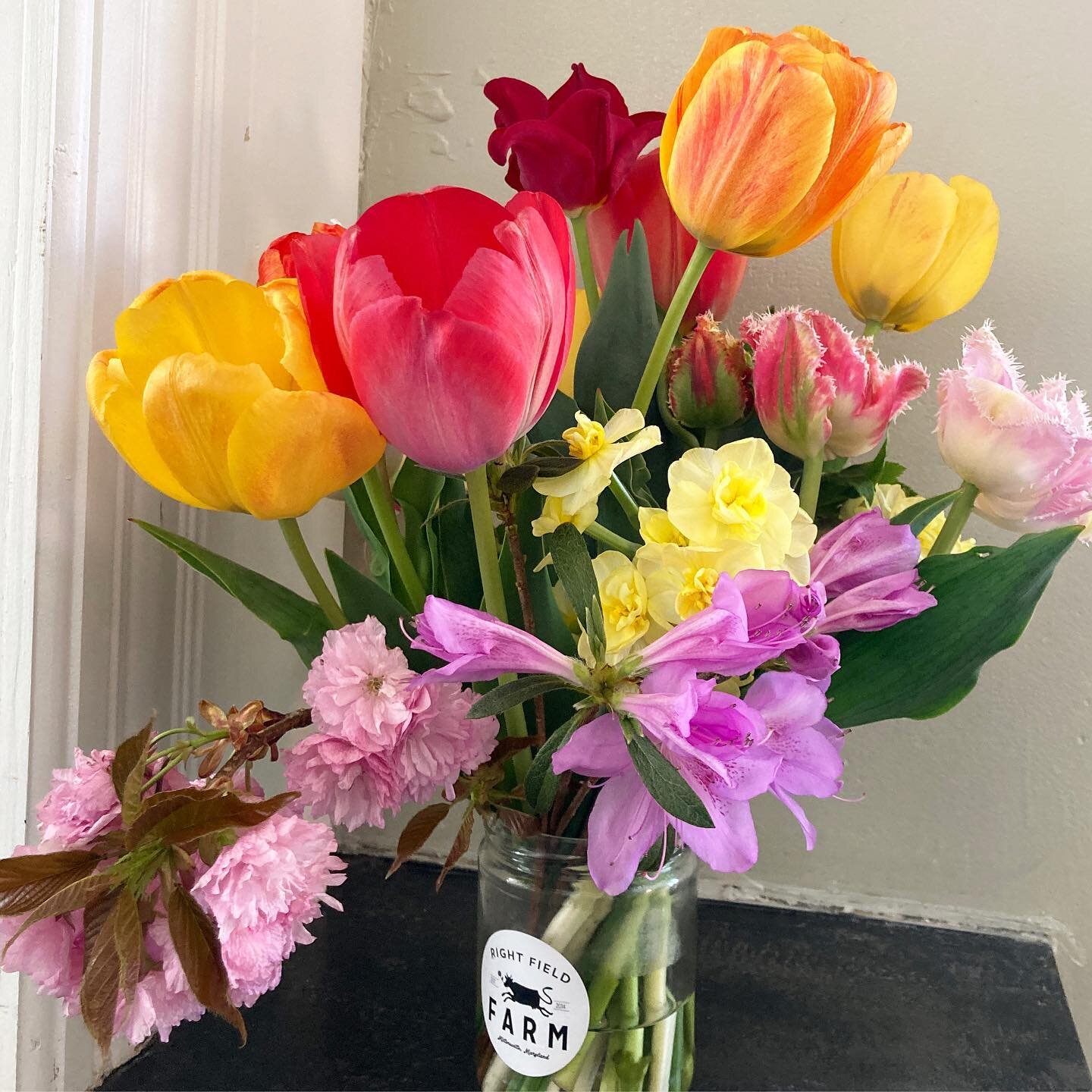 the tulips grew an inch overnight; soon we&rsquo;ll wake to find them rooting through the snack cabinet. 

thanks @rightfieldfarm for the fresh beautiful flowers!