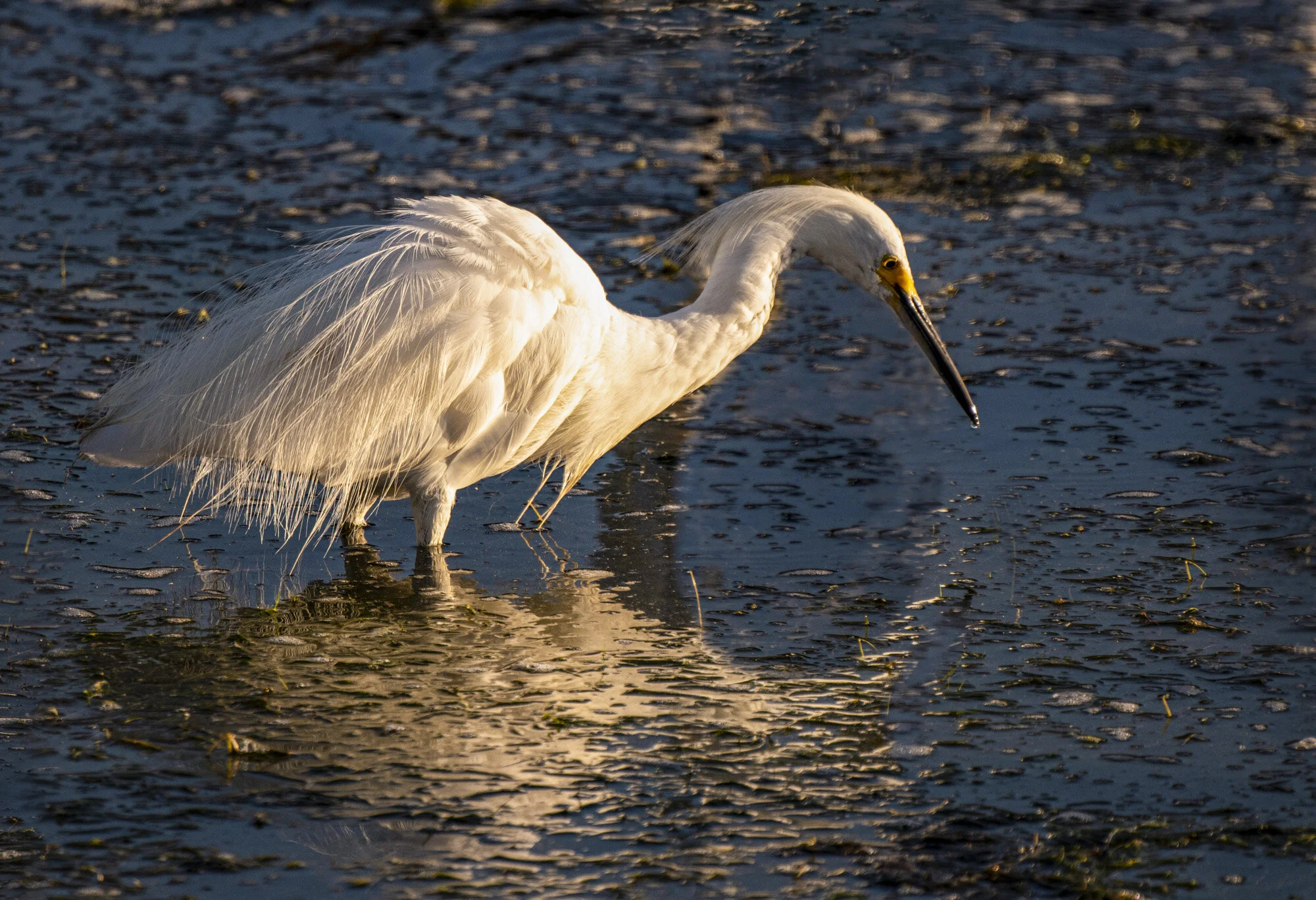 _DSC6681-Edit.jpg