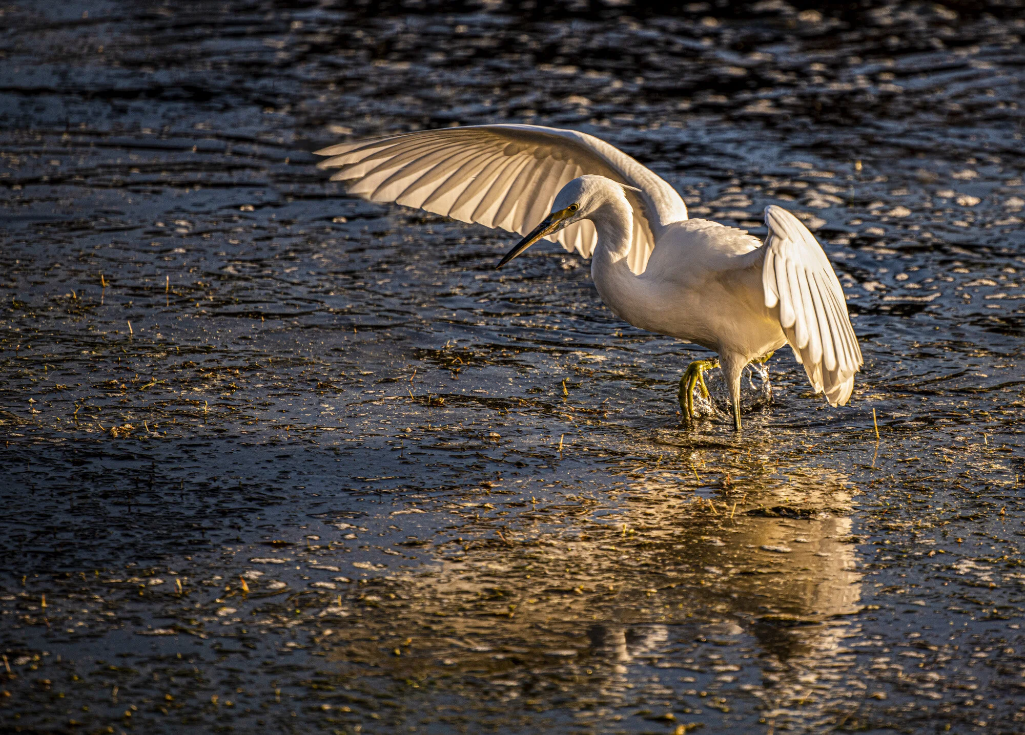 _DSC6743-Edit.jpg