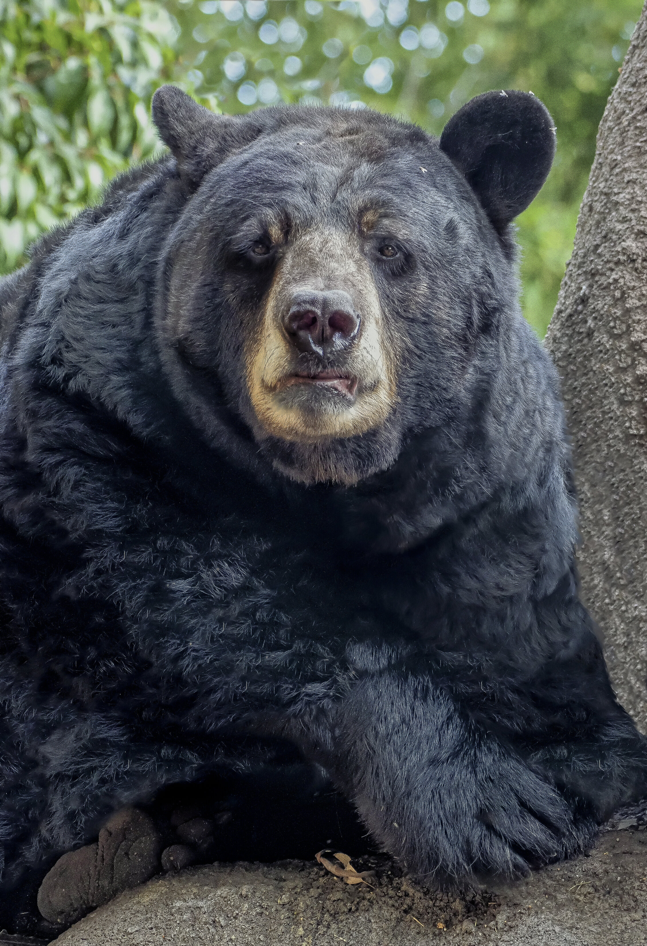 Bear003 2.jpg