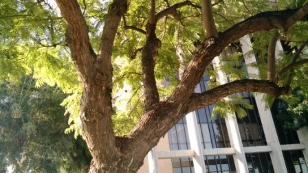 arborist-tree.jpg
