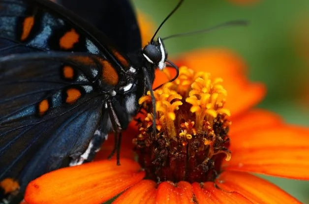 Photo by Connie Etter