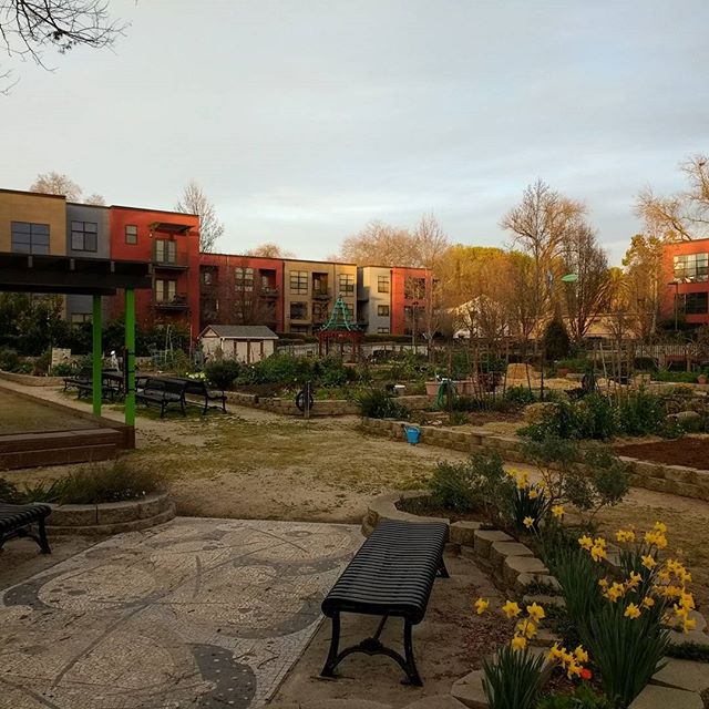 Checking in on the Fremont #community #garden in #Sacramento. This garden was an #inspiration for our community garden in Perris CA.