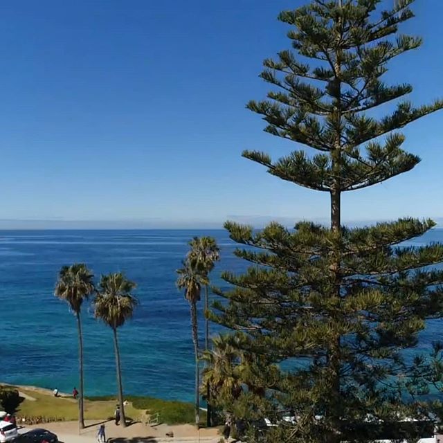 Performing an #arborist inspection today in La Jolla.  This project will require relocating this tree for a museum expansion.  #drone