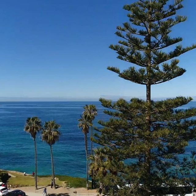 Performing an #arborist inspection today in La Jolla. This project will require relocating this tree for a museum expansion. #drone