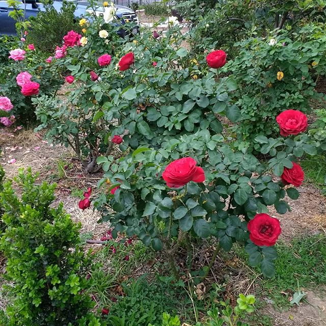 Happy Mother's Day to everyone!  Thank you Mom for the appreciation of Roses, the green thumb, and everything else that makes me who I am.

#roses #rose #mothersday #nofilter