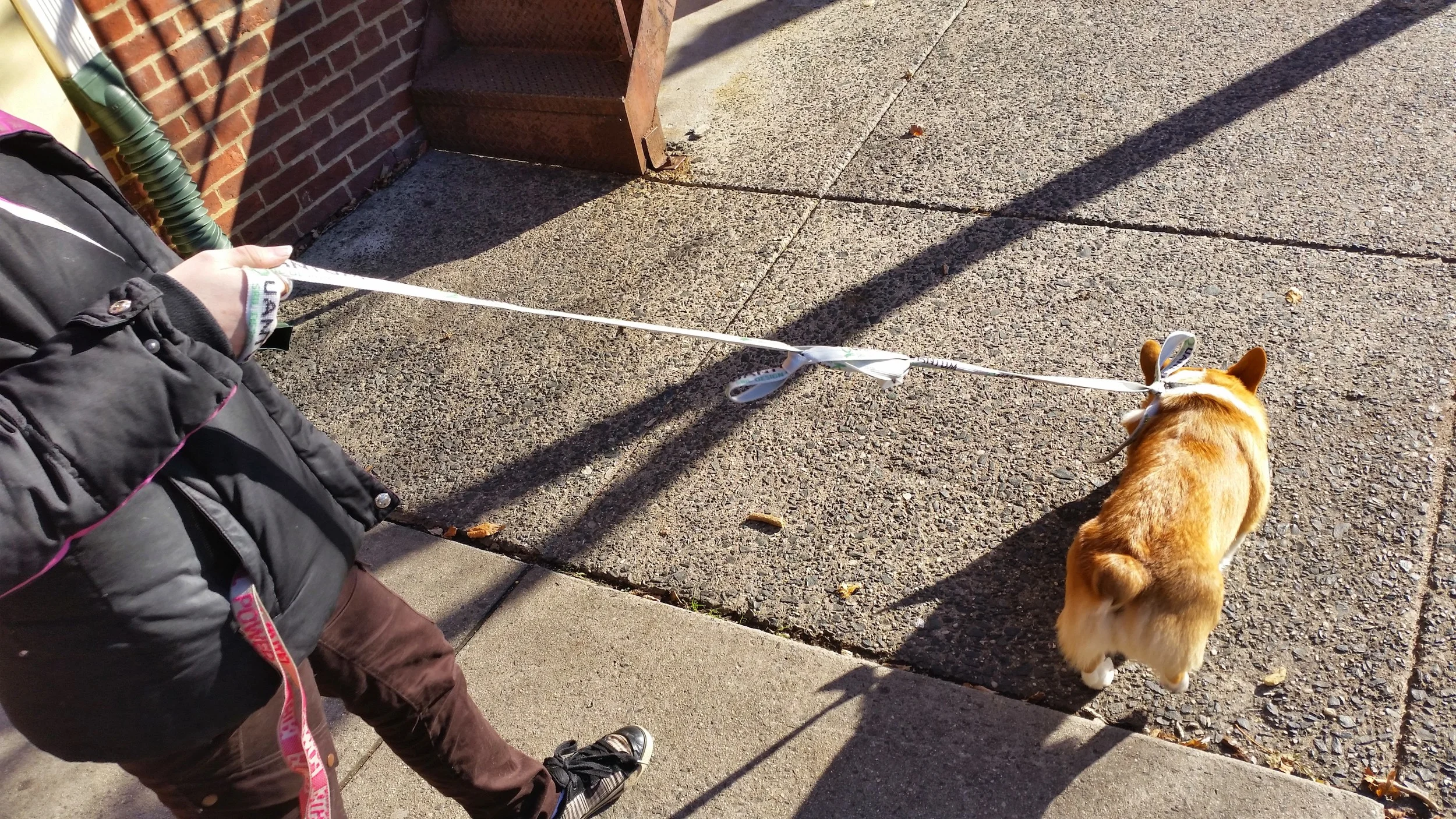 As a true boat dog, his leash is a sail tie.