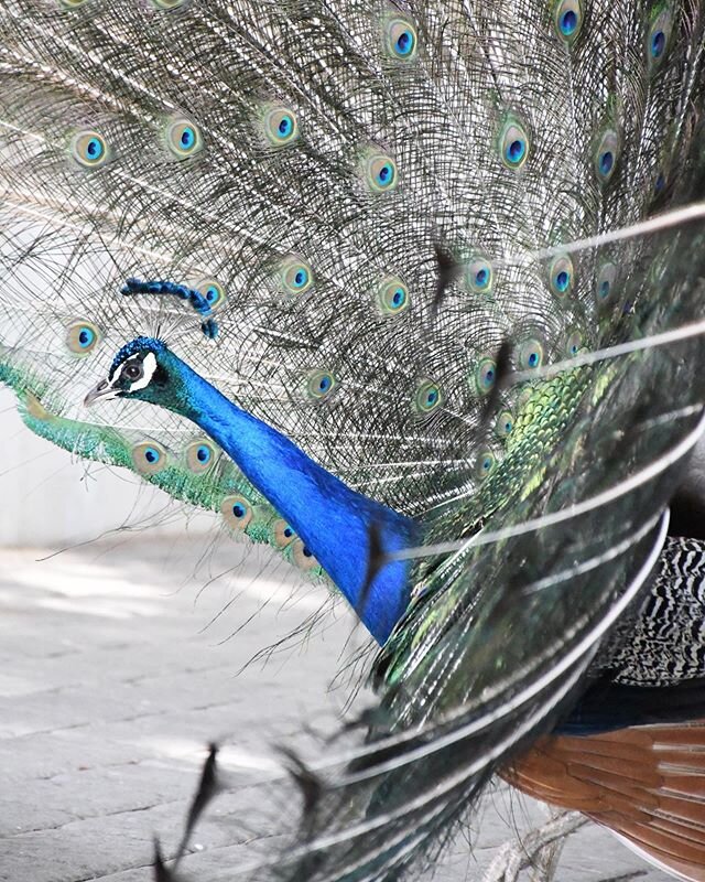 We ran into a beautiful peacock up on a castle fort in Cartagena and he gave us quite the show!