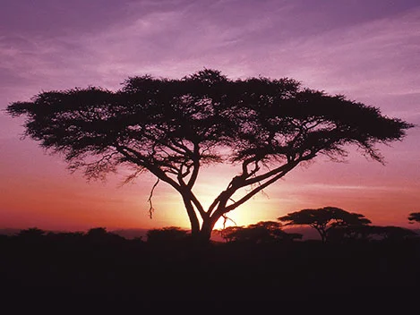 acacia-sunset-purple.jpg