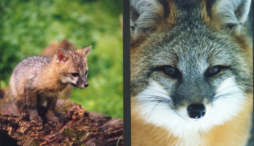 Gray Fox — Wildlife Science Center