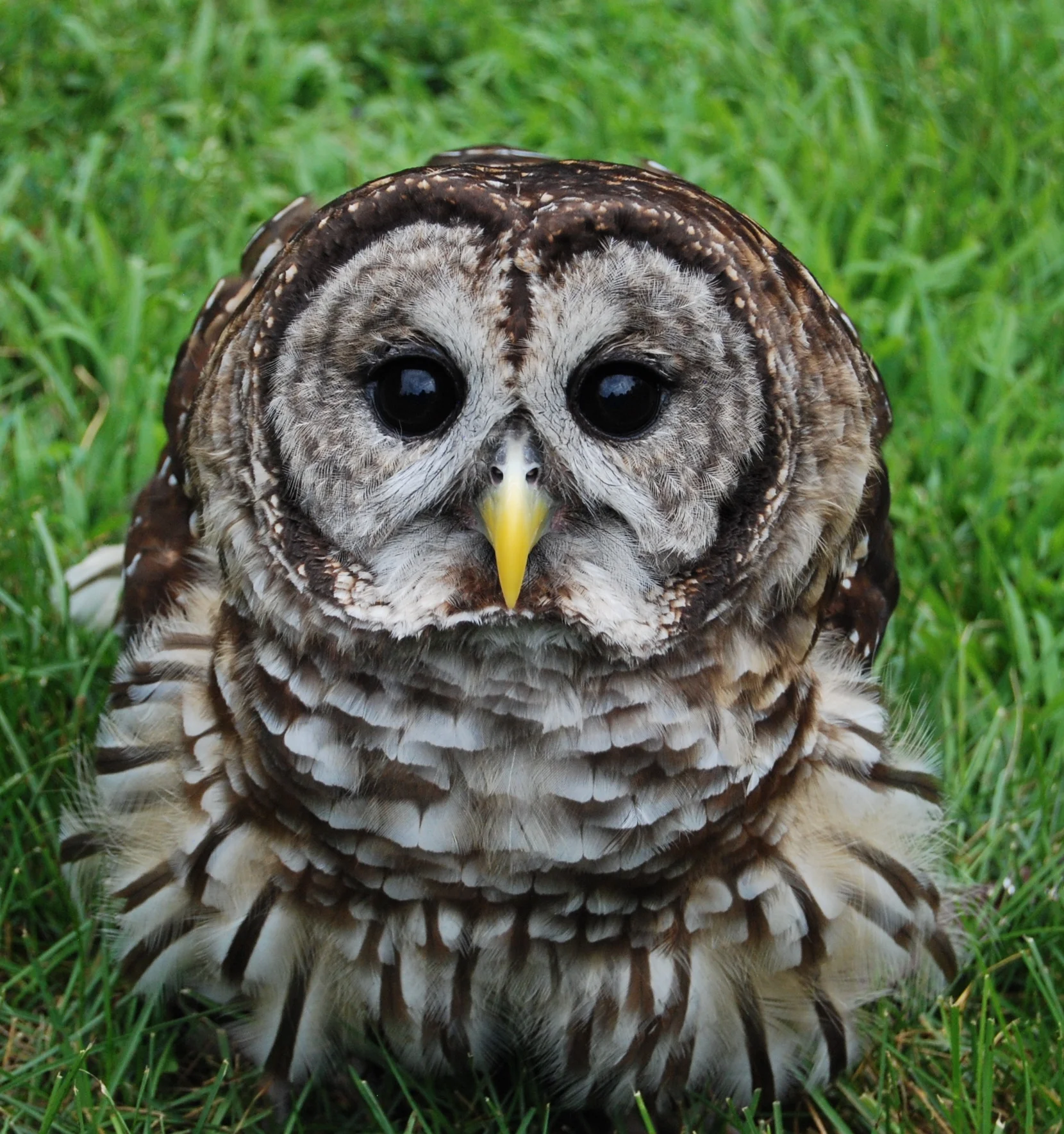 barred owl.JPG
