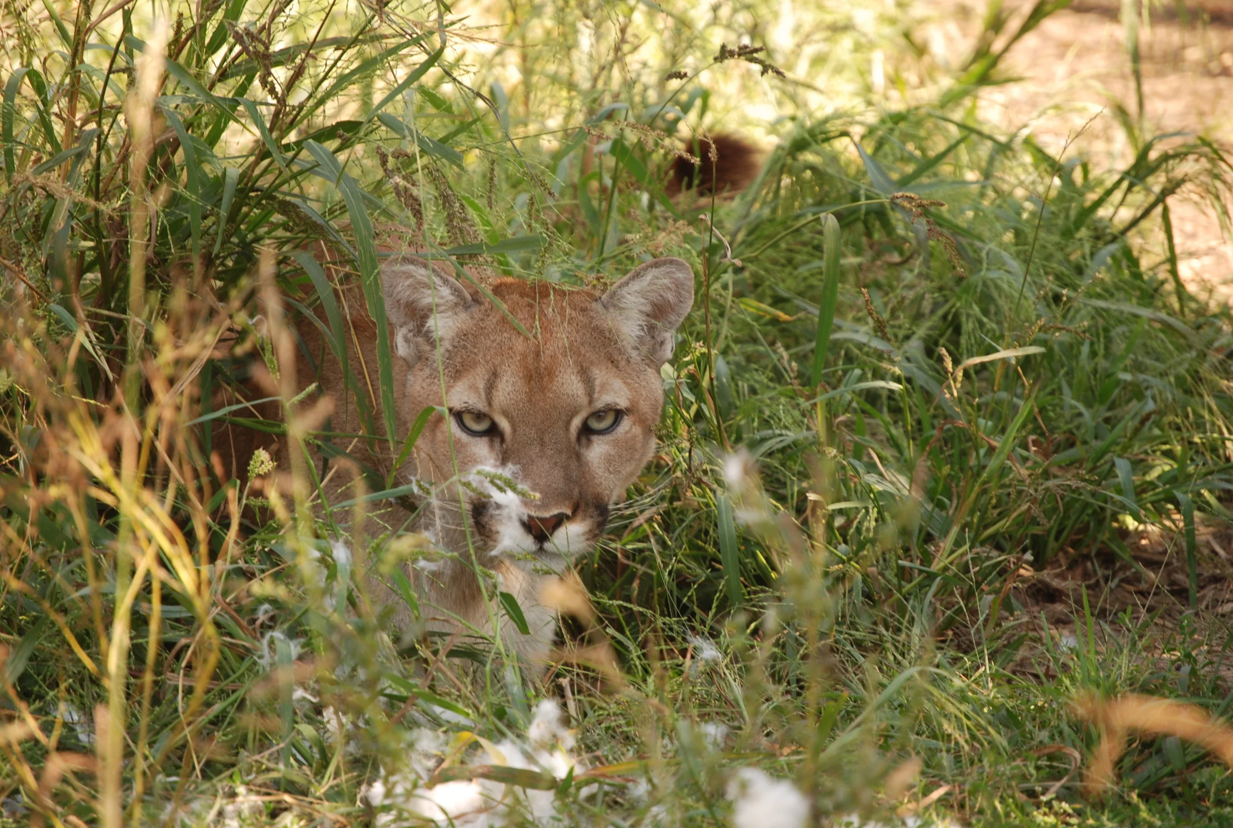 cougar-wsc-minnesota-5.JPG