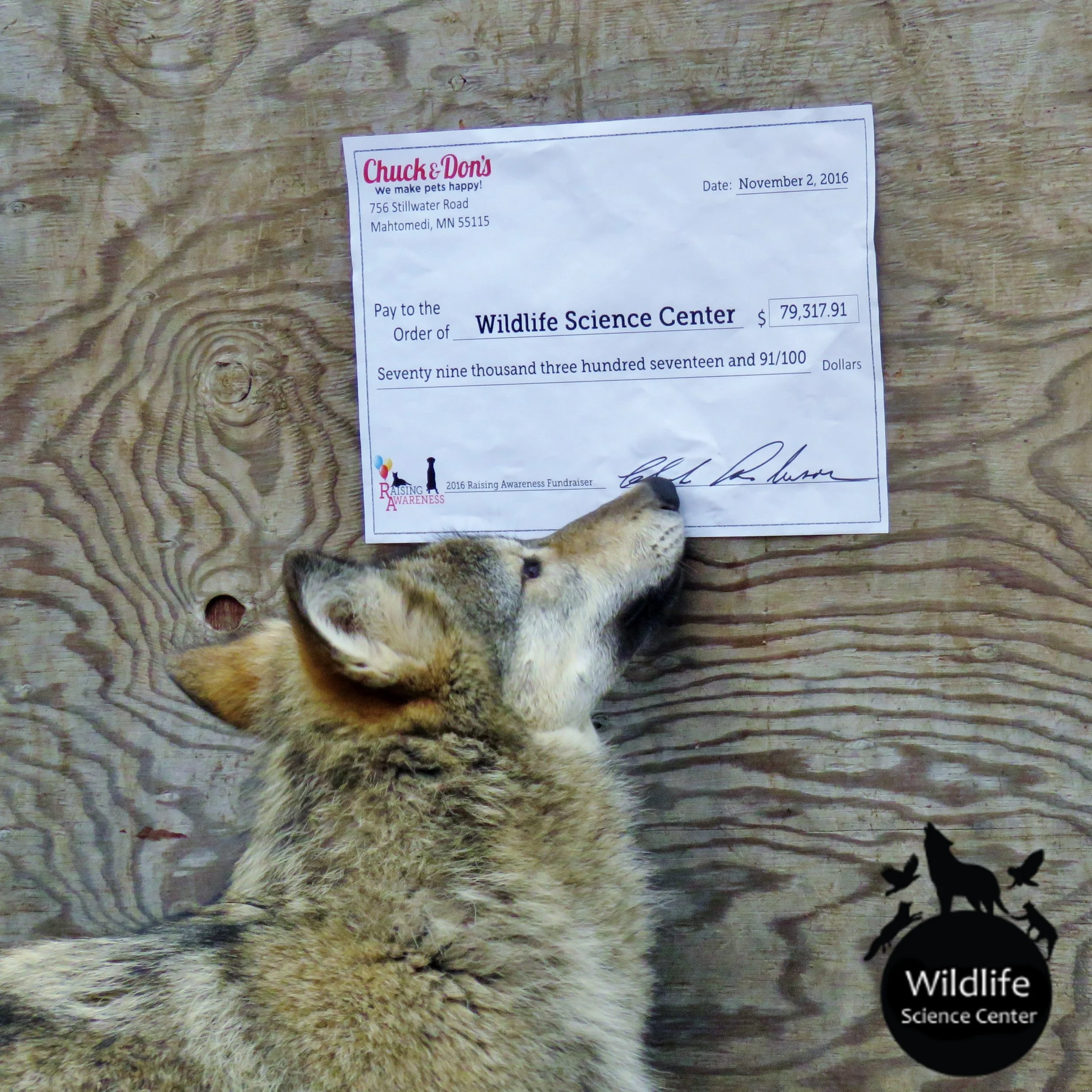 The 2016 wolf pups were quite excited about Chuck and Don's extremely generous donation!