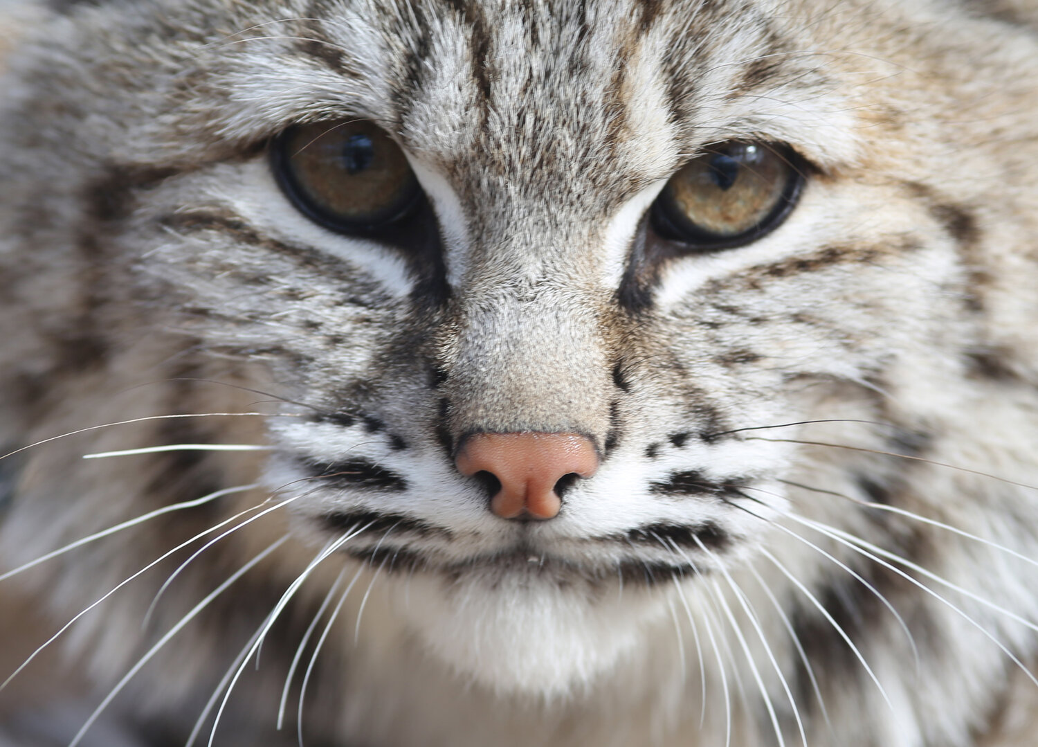 Bobcat — Wildlife Science Center