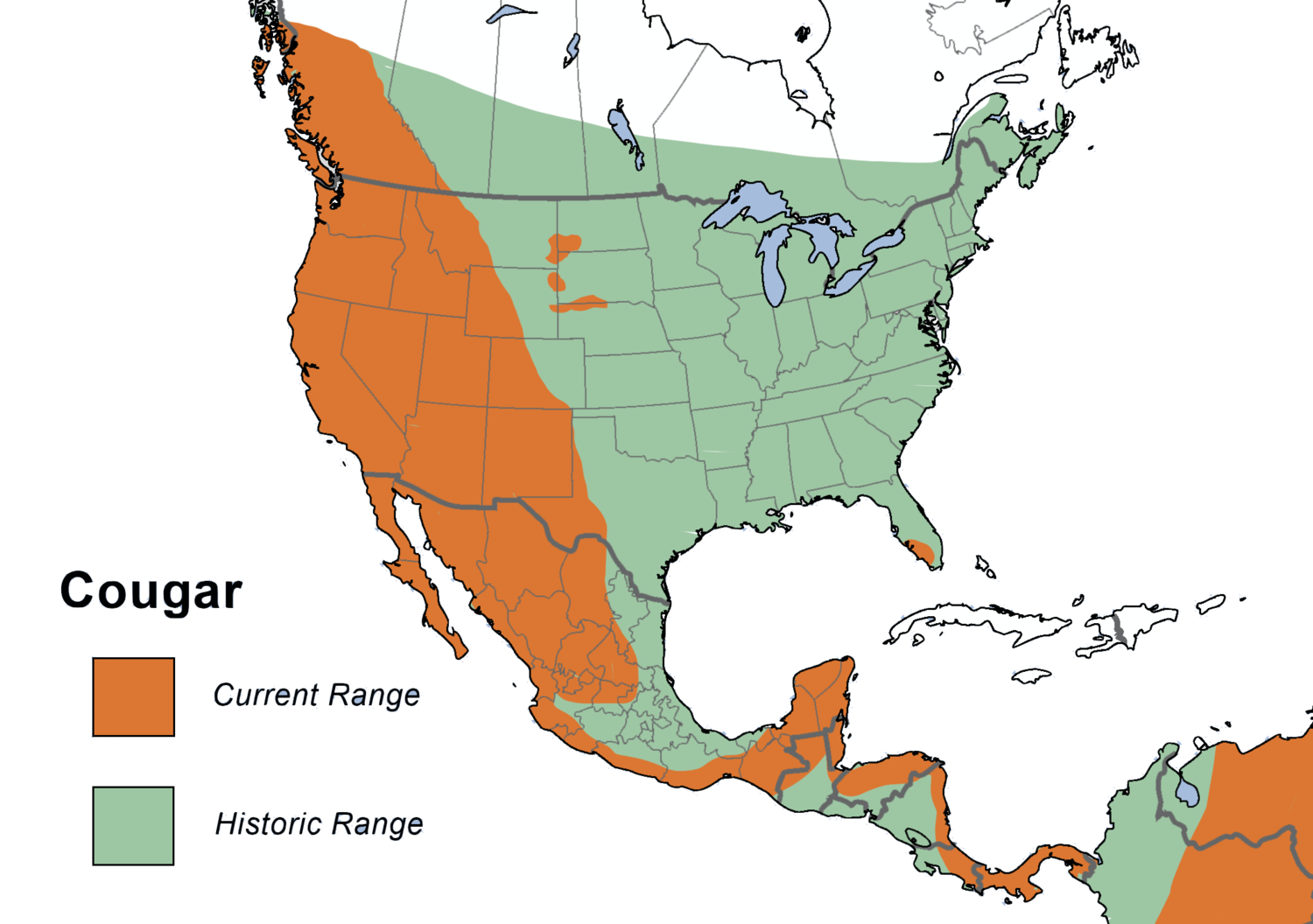 mountain lion travel range