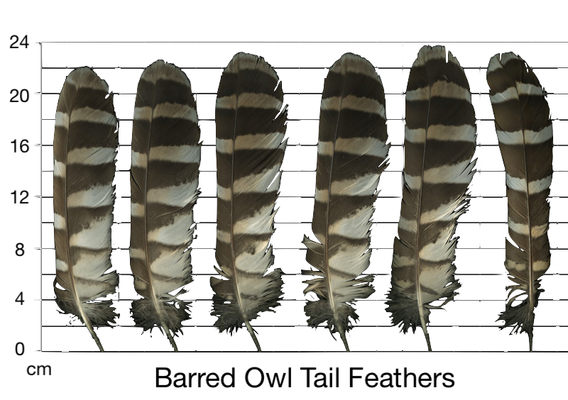 Barred Owl Wildlife Science Center