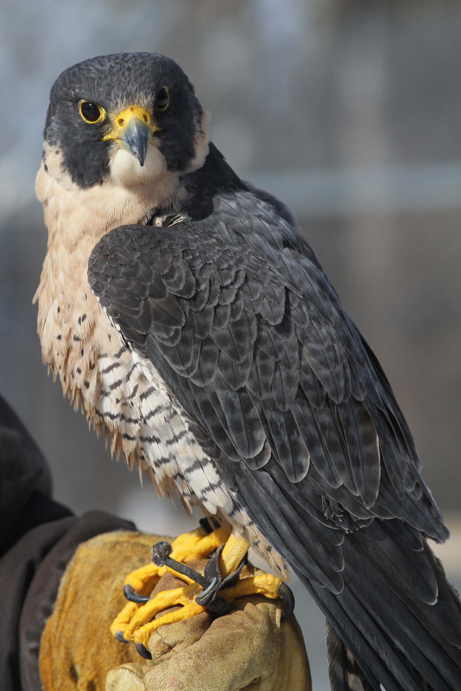 Peregrine Falcon Wildlife Center