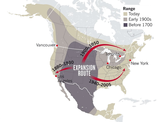 Coyote — Wildlife Science Center