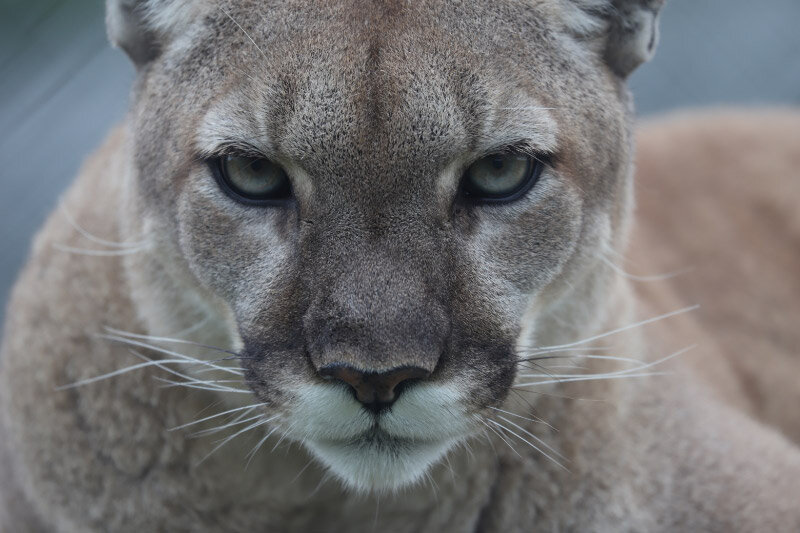 Cougar — Wildlife Science Center