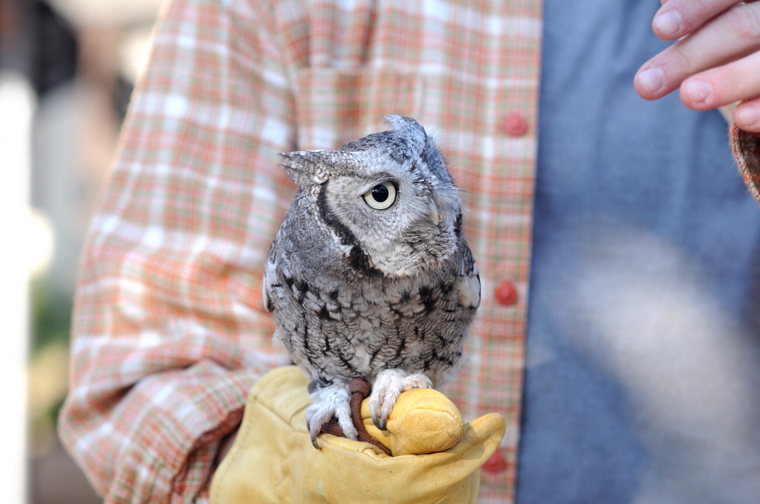 screech owl pet