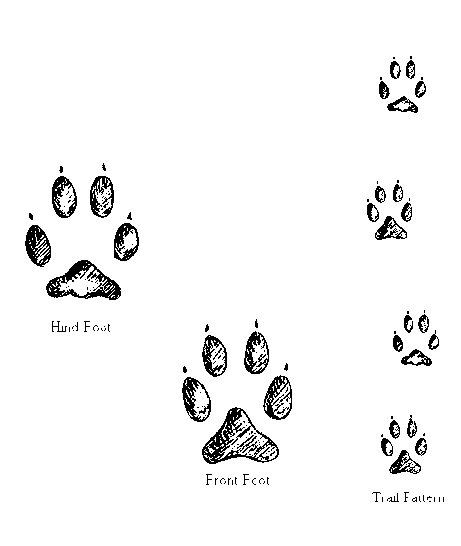 Gray Fox — Wildlife Science Center