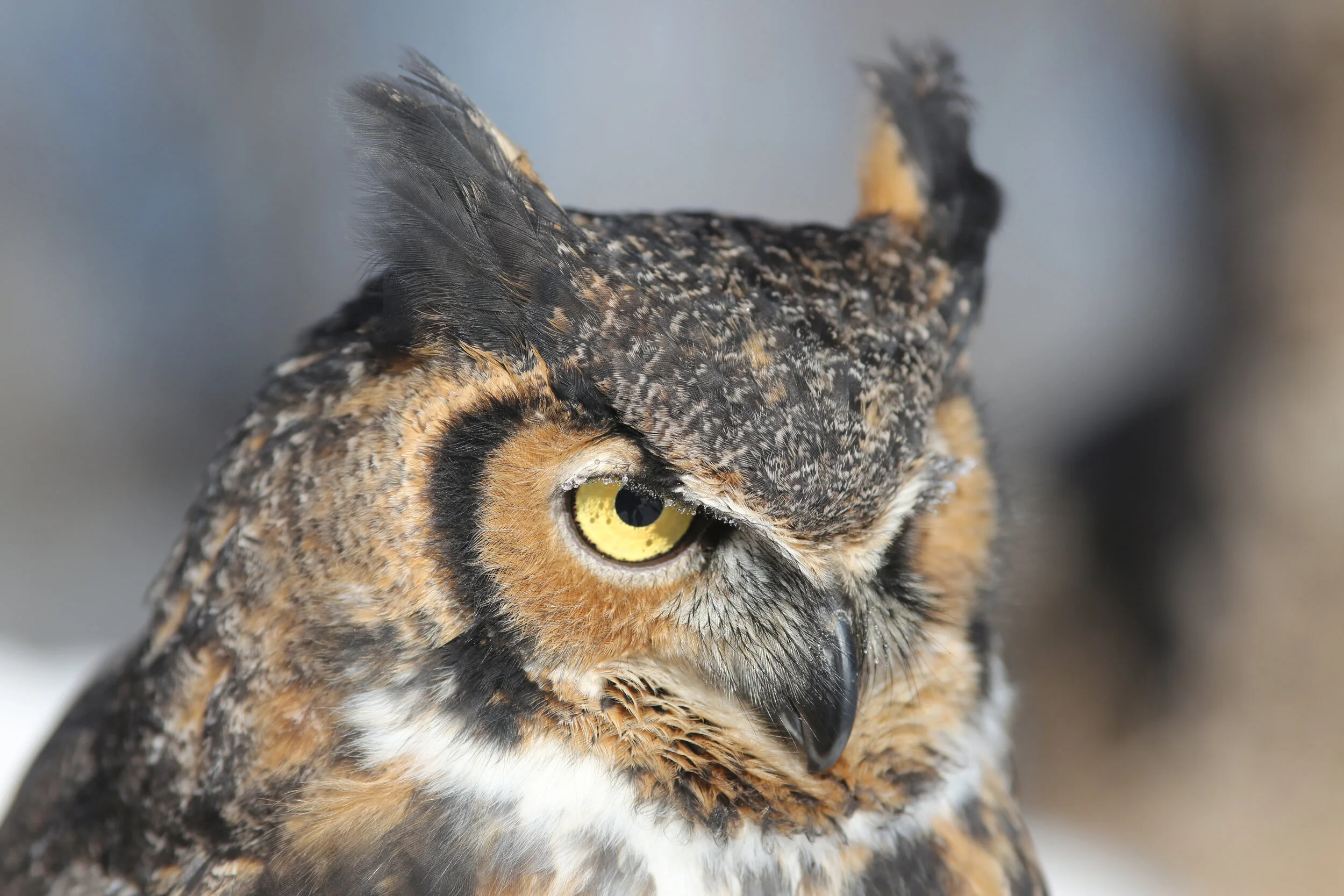 Great Horned Owl Wildlife Science Center Great Horned Owl Wildlife Science Center