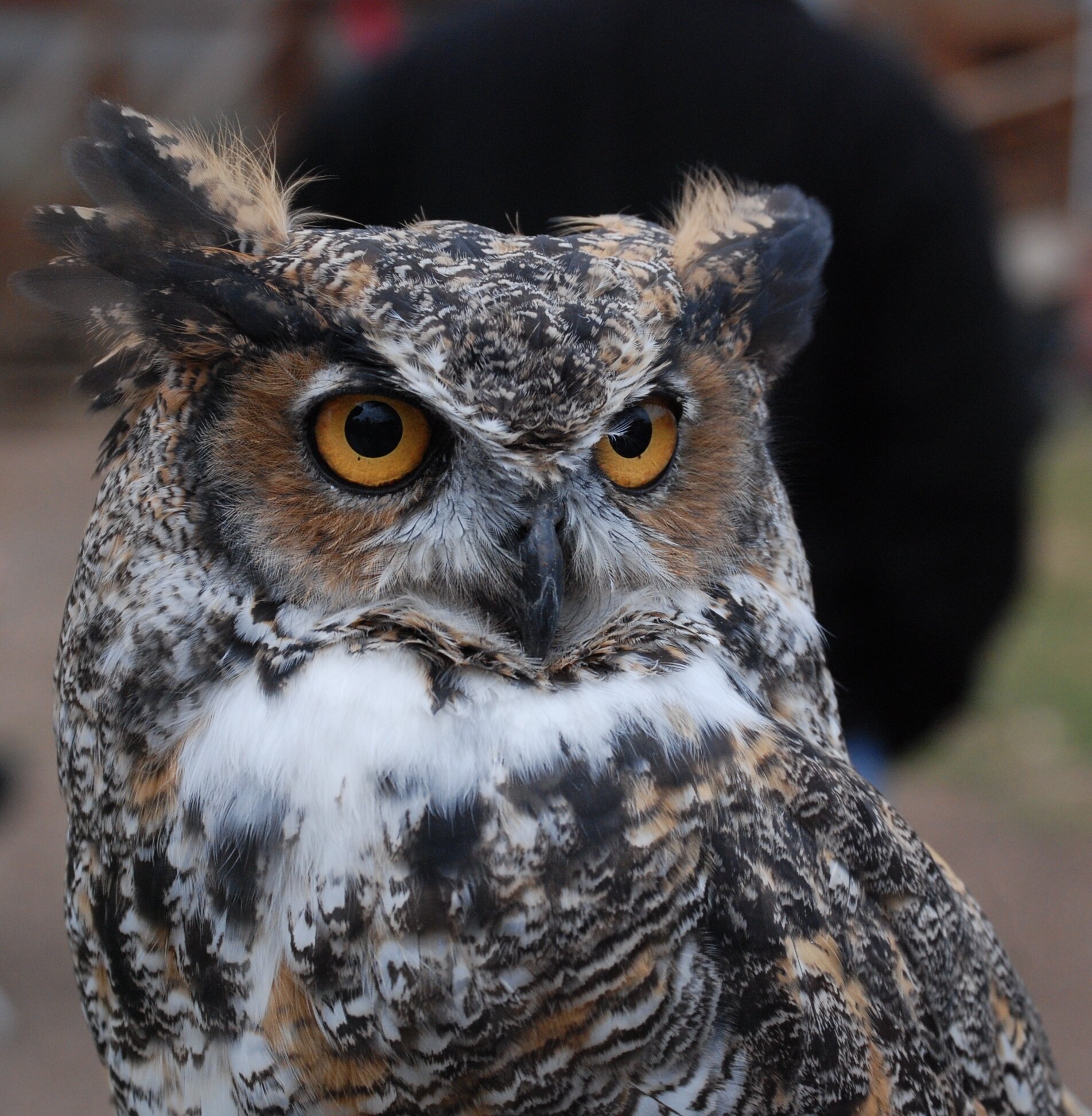 Great Horned Owlets