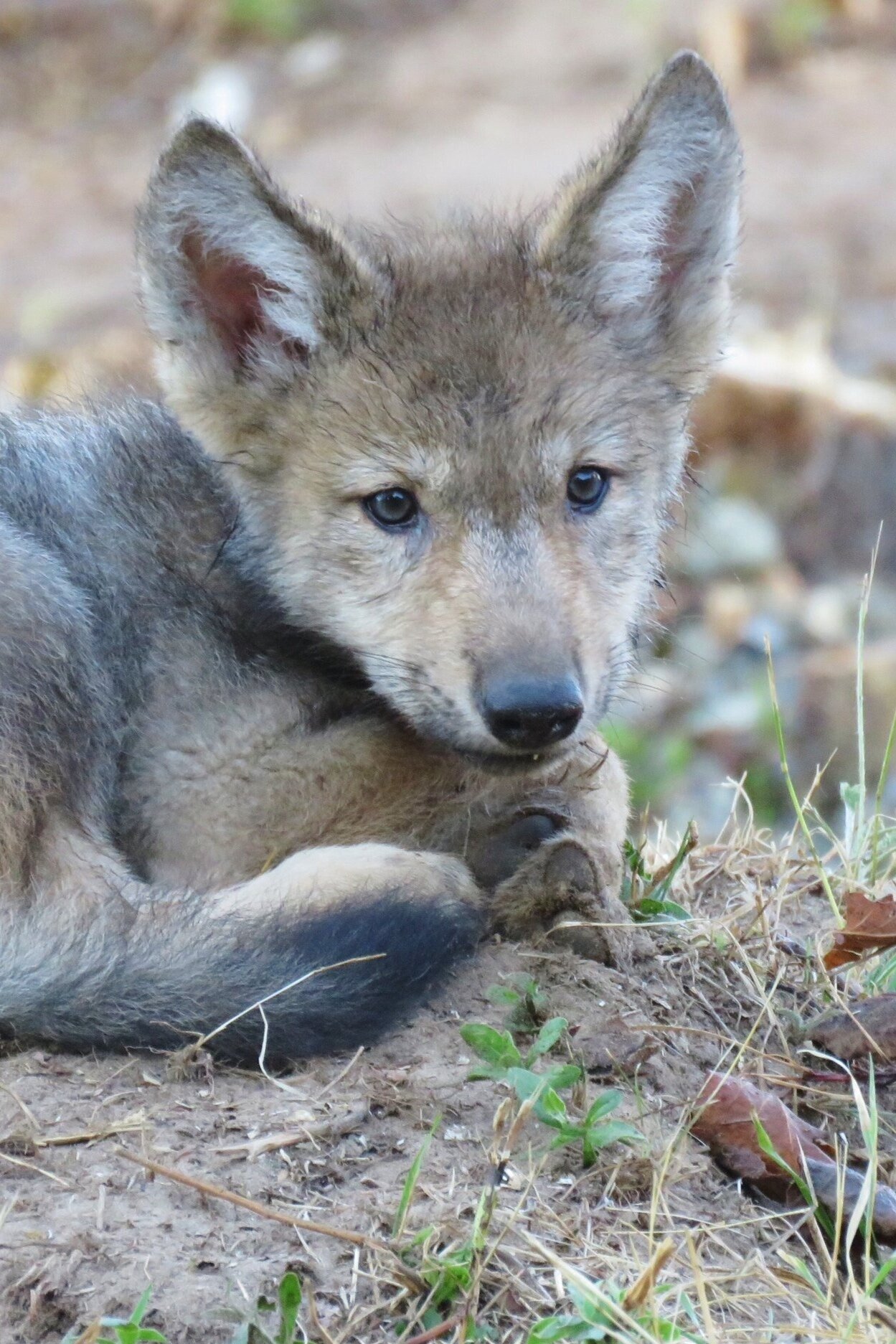 2020 Wolf Pups — Wildlife Science Center