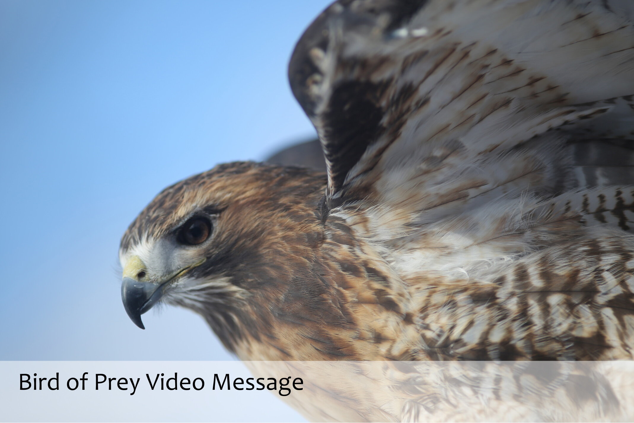 Birds of Prey - Personalized Animal Video Message — Wildlife Science Center