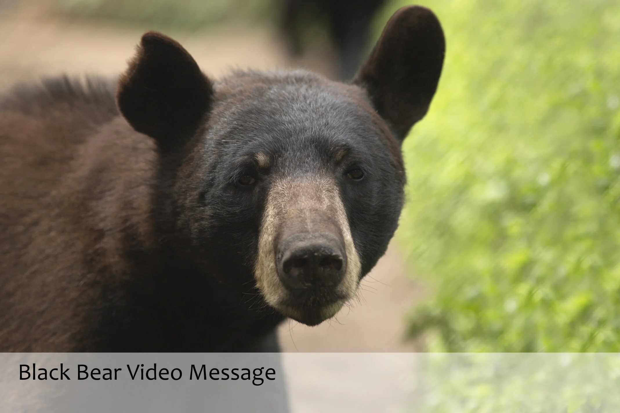 Bear Video Message Store Pic.jpg