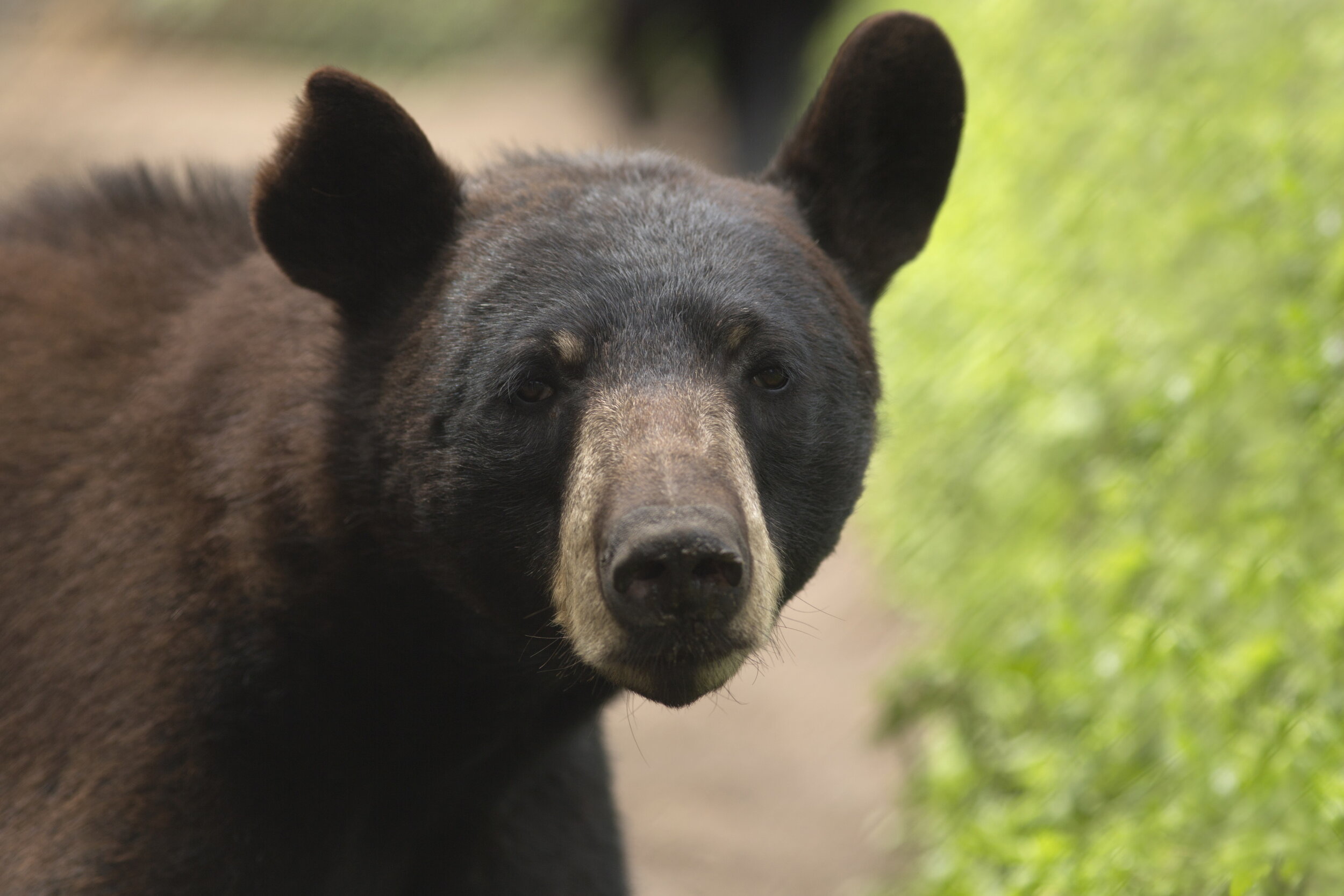 Bear_1749 small.jpg