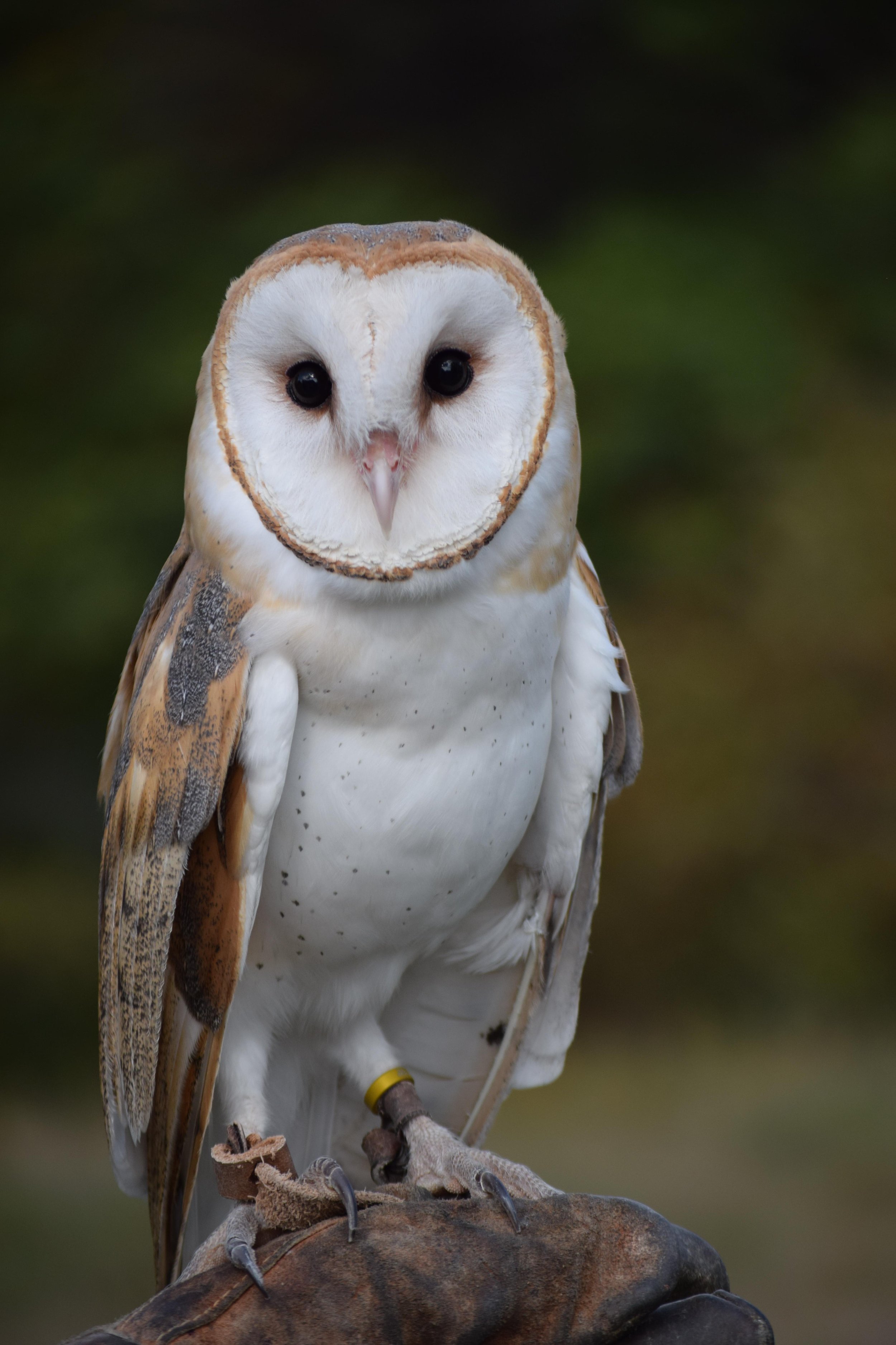 BANO - Barn Owl