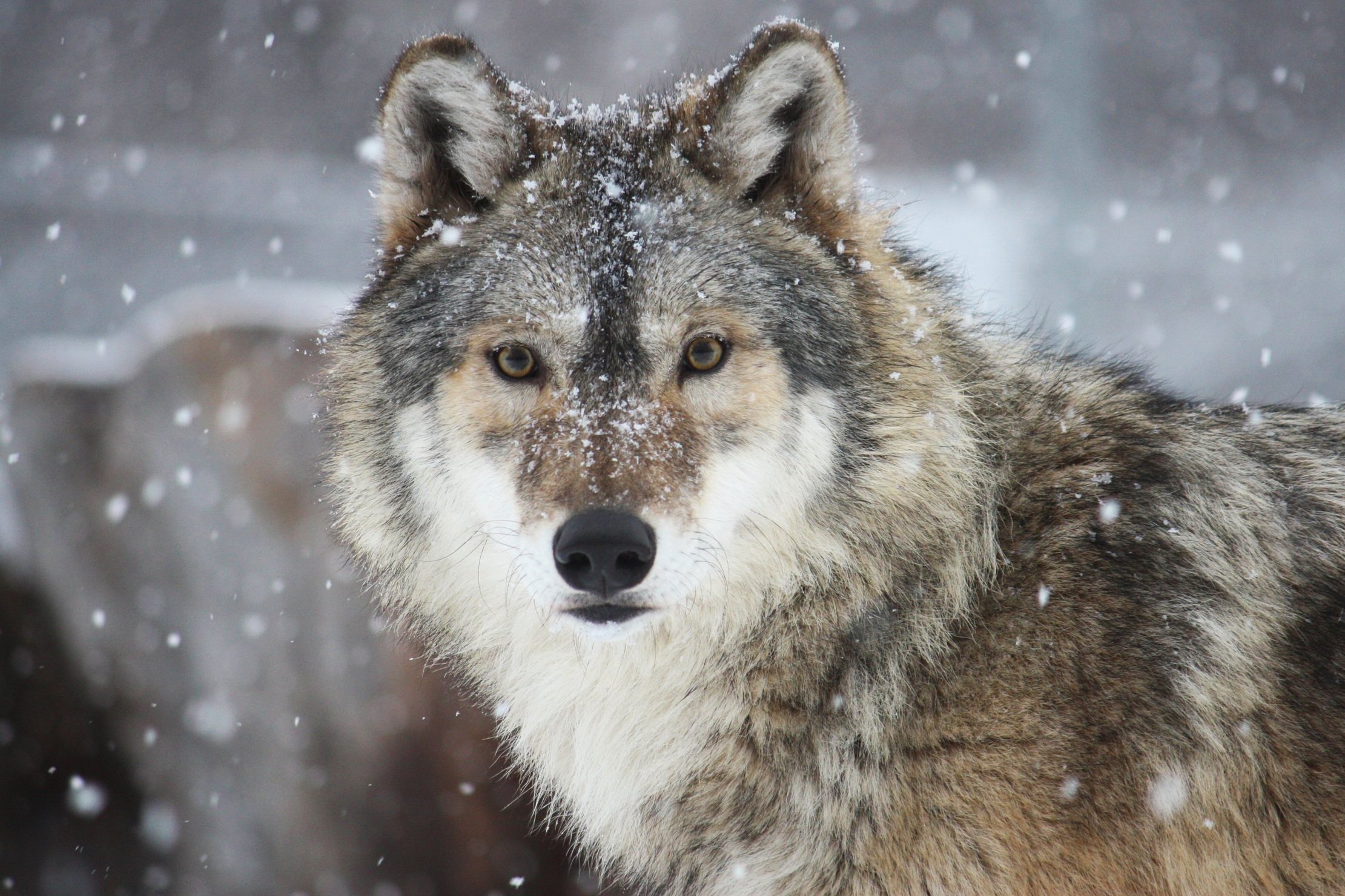 Nice - Gray Wolf