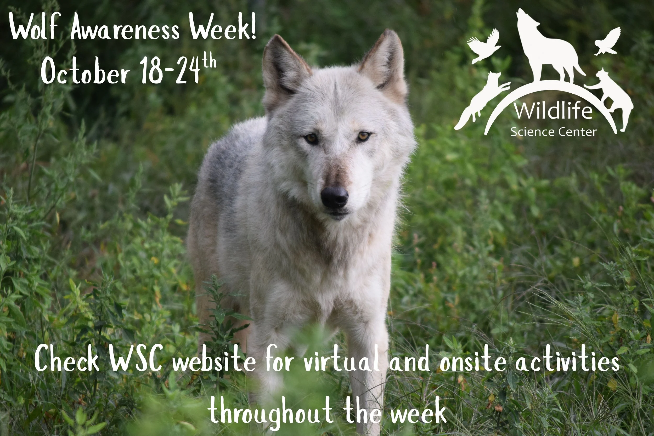 Wolf Awareness Week  