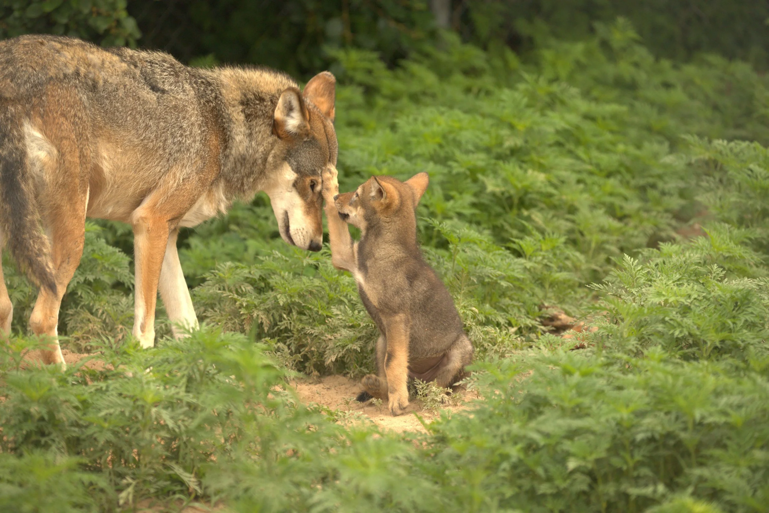 Red Wolf Puppy