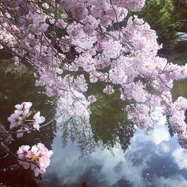 Always learning from nature. The gift of expressing my truest heart resounding here 🌸