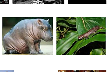 Quanta_Hippo.png