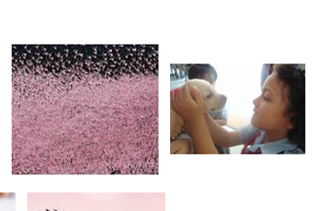 Pink Labrador puppy girl fc.png