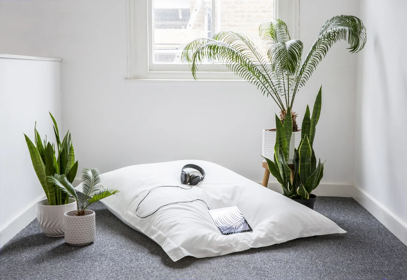 Installation view, Hard/drive... Lounging island comprising XL bean pillow, plants (Cycas revoluta and Sansevieria trifasciata)*, and iPad showing Hard/drive 's website. Sansevieria - known as 'Zeylanica' Snake Plant (left) and 'Laurentii' Mother-in-Law’s Tongue (right) - are highly rated by NASA Clean Air Study as air-purifiers. The additional plants in this installation are Cycas revoluta - one of the most prehistoric living seed plants on the planet. *Plants cultivated at A V A L A N C H E - an artist-run lounge and botanical garden in Peckham - growing, planting and propagating since 2015. /// Avalanche founded by Millicent Hawk O