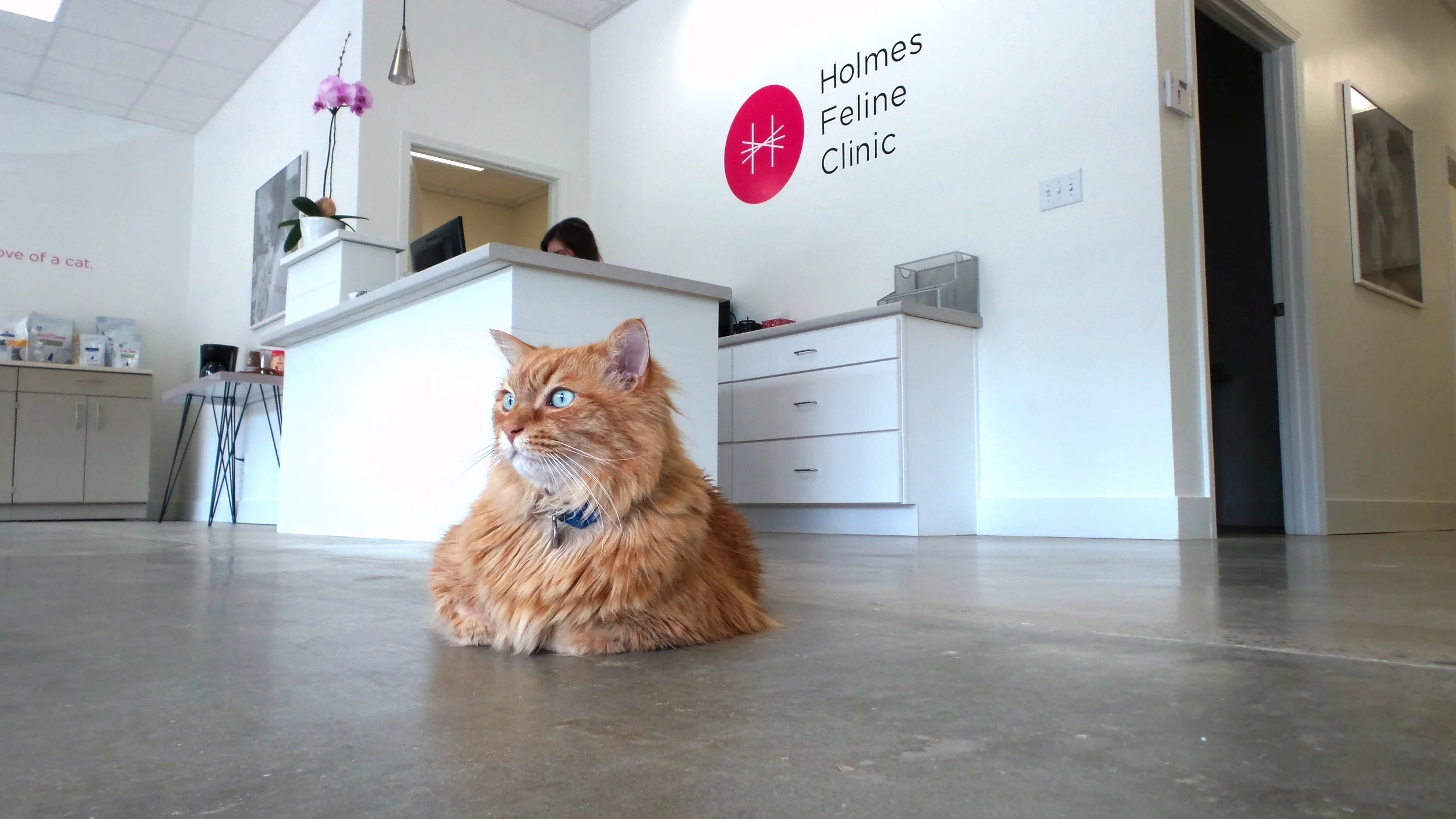 cat only vet clinic
