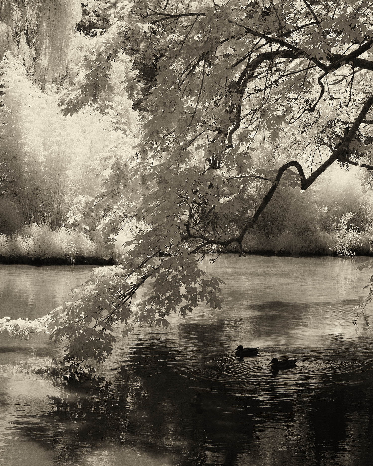 Laurelhurst Park