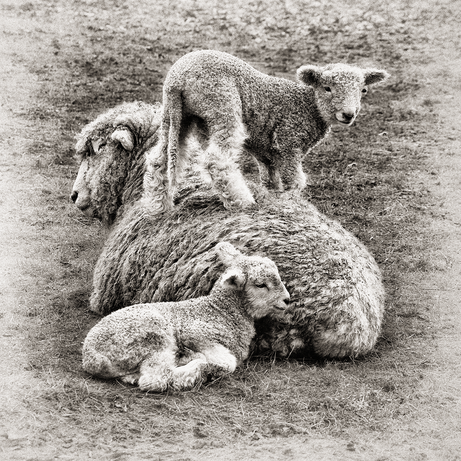 Lambs & Mother.jpg