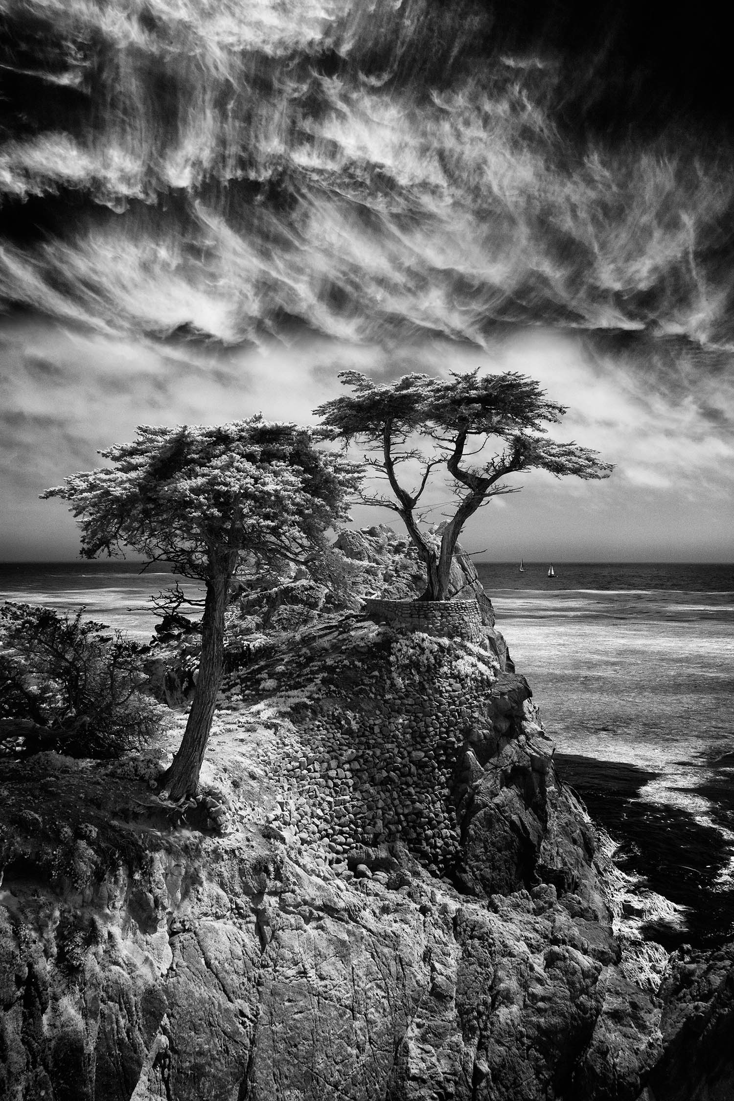 Monterey Cypress.jpg