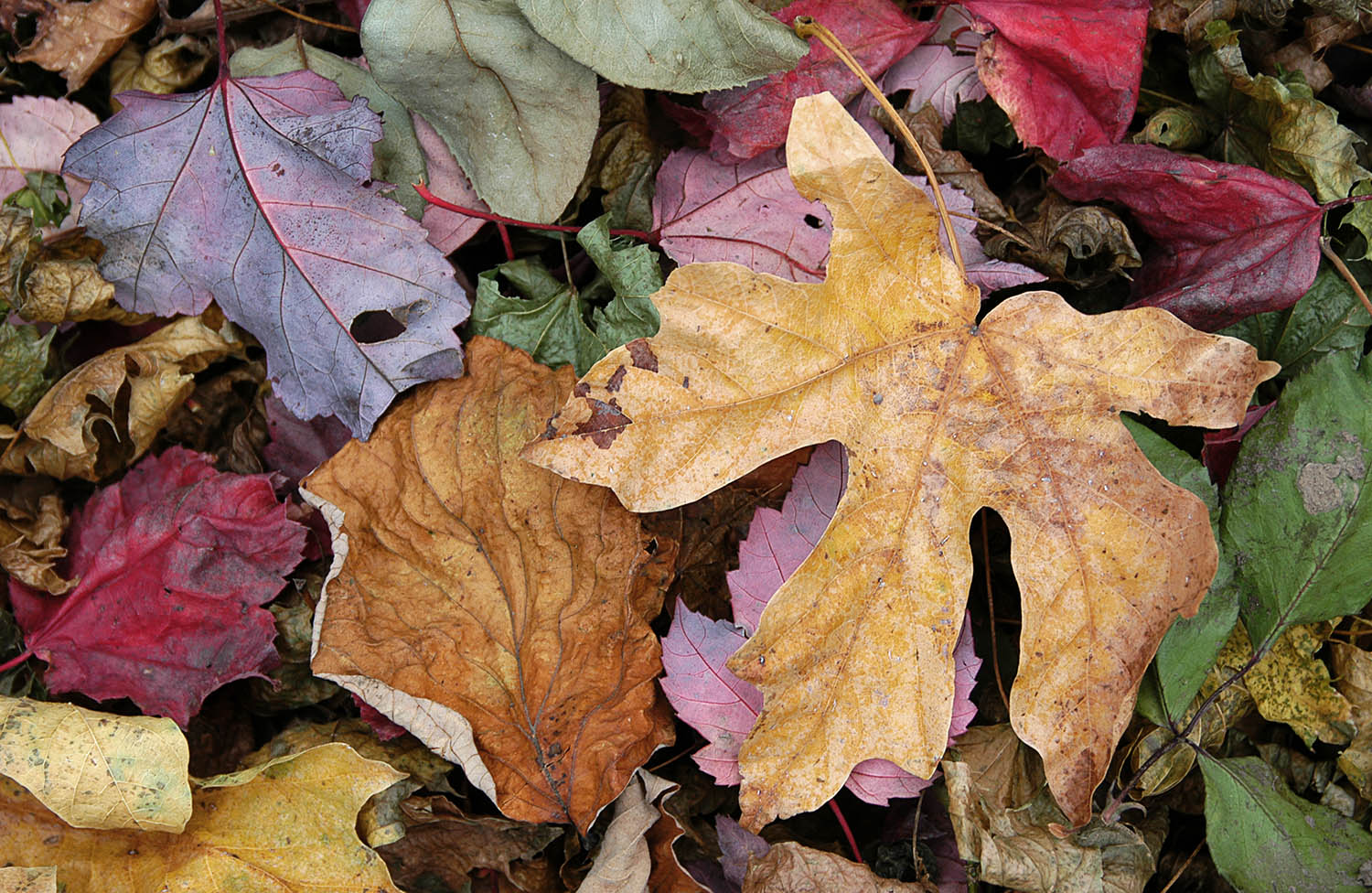Autumn Leaves 2.jpg