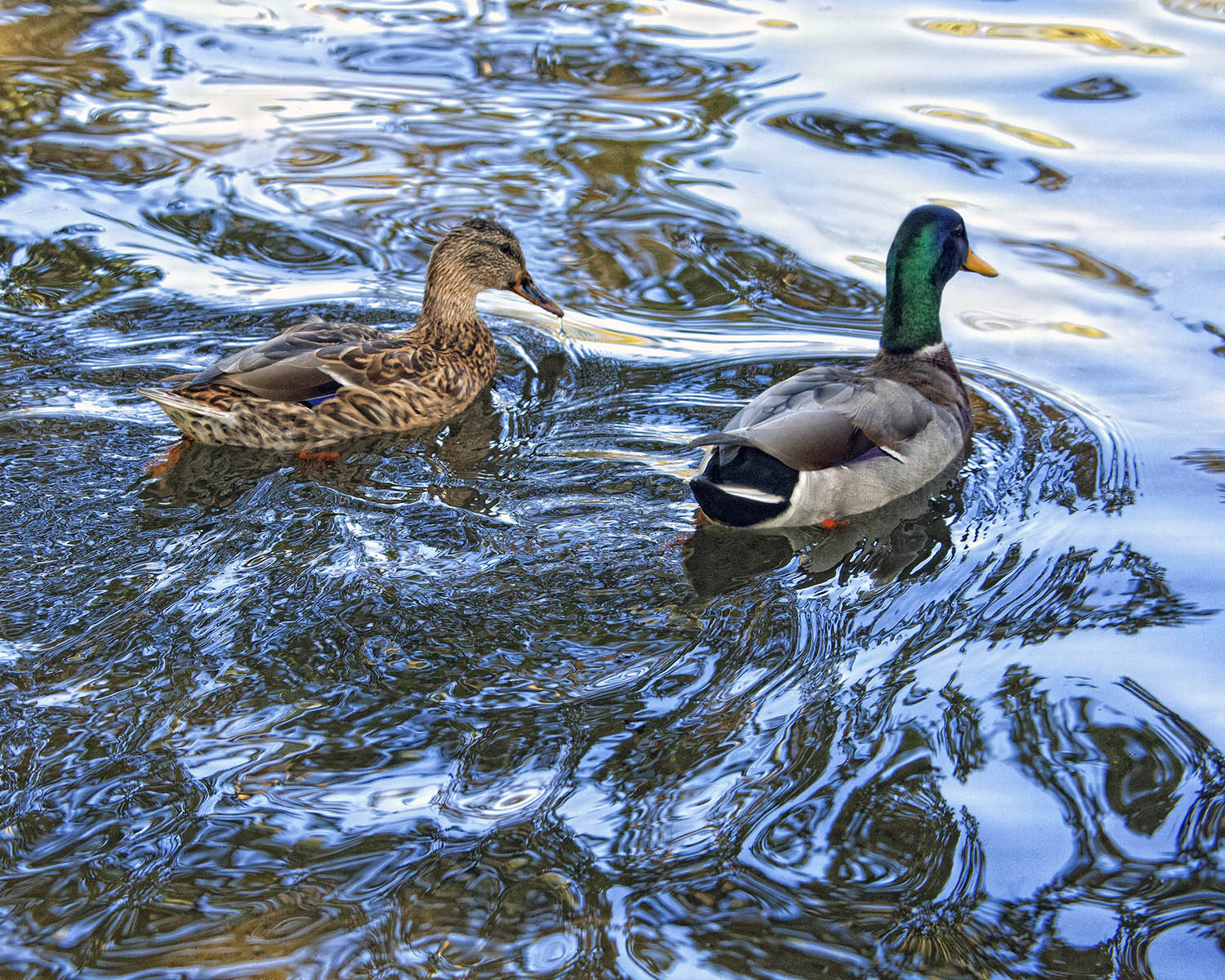 Two Ducks.jpg