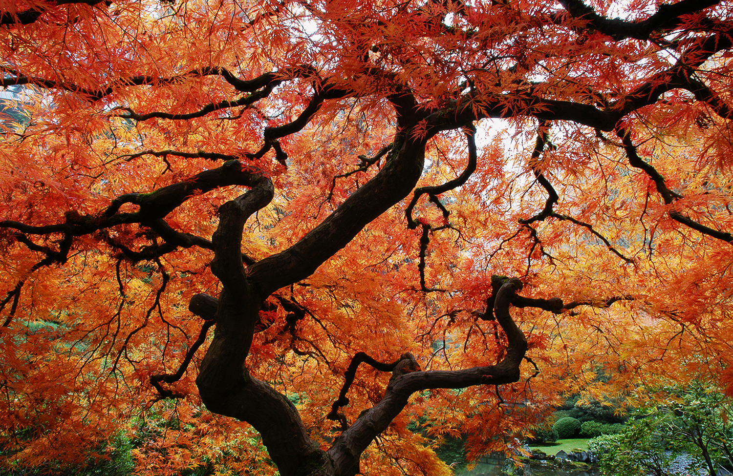 Under Maple Tree.jpg