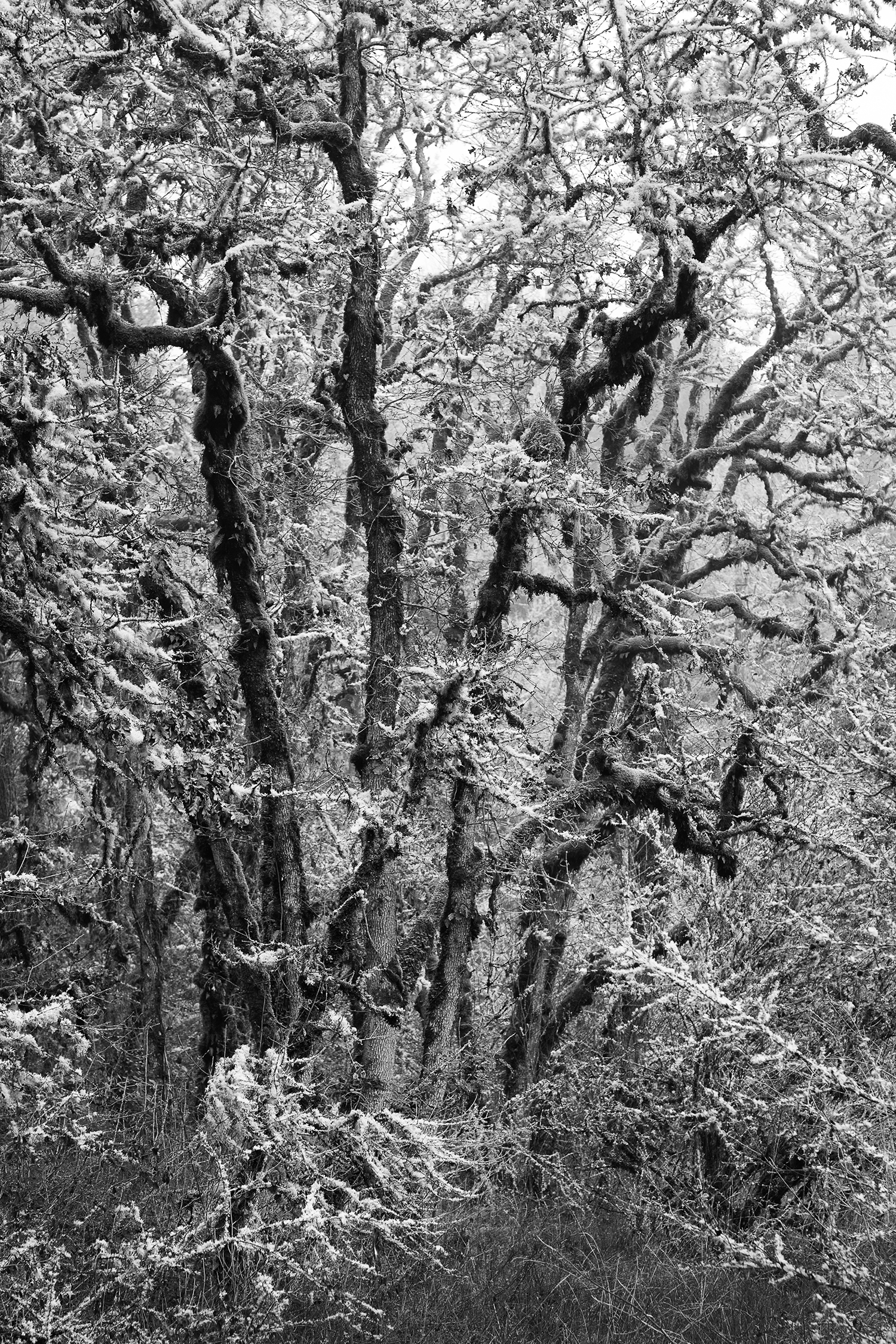 Trees 6665 B&W.jpg